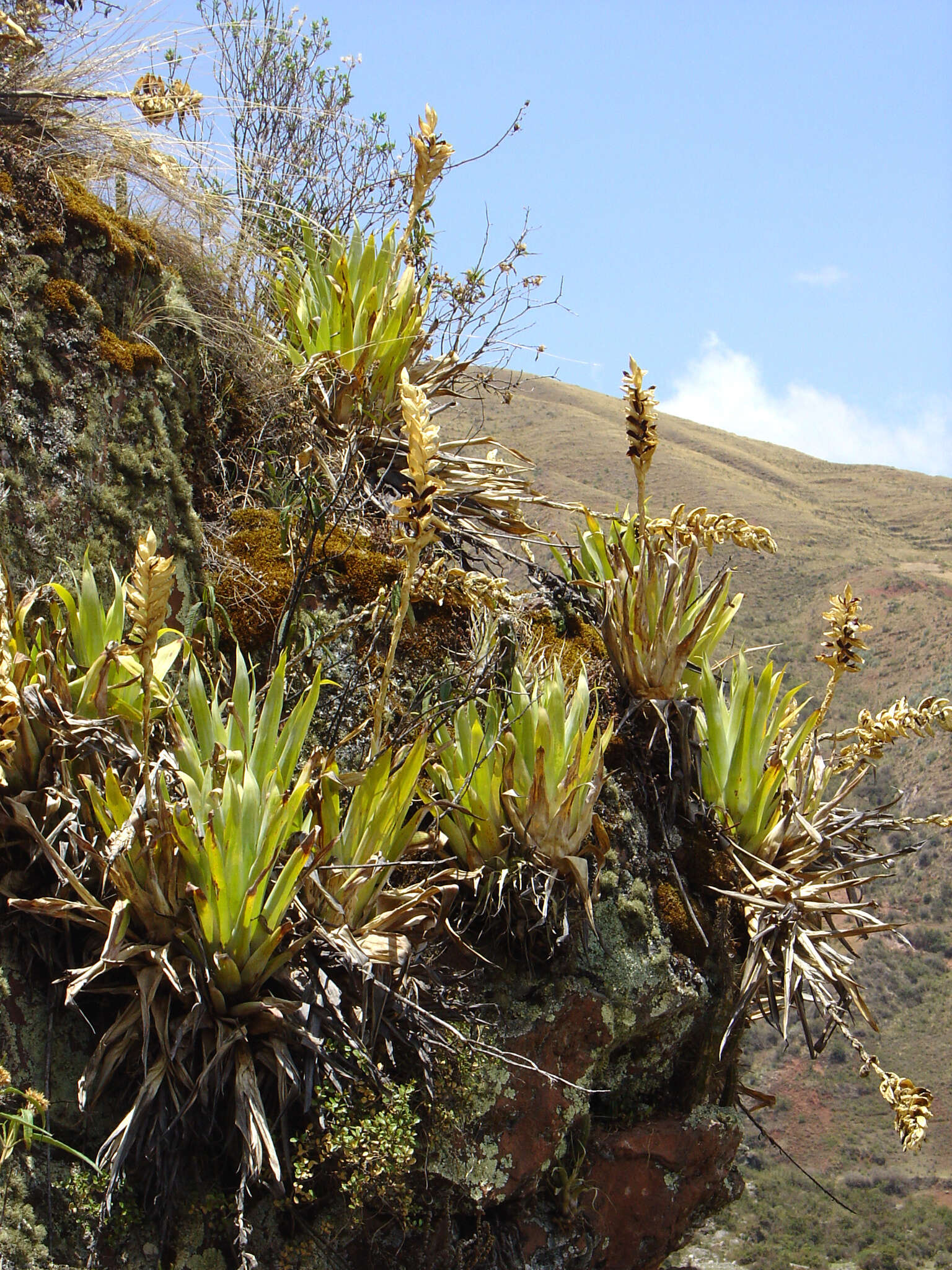 Imagem de Tillandsia walteri Mez