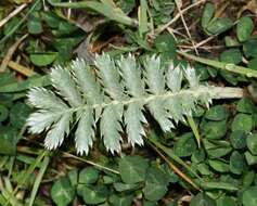 Image of silverweed cinquefoil