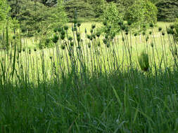 Image of wild garlic