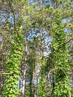 Image of Virginia creeper