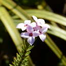 Image of Gnidia linearifolia (Wikstr.) Peterson