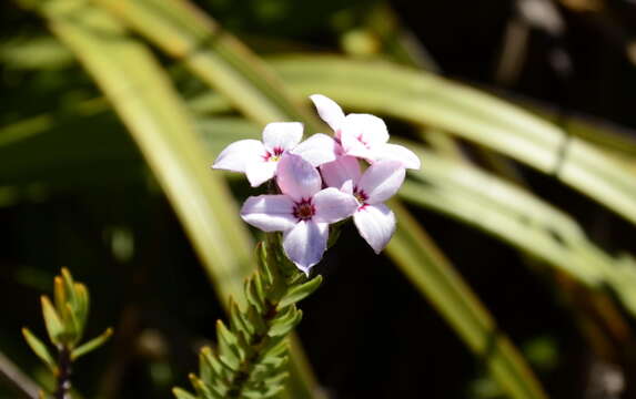 Image of Gnidia linearifolia (Wikstr.) Peterson