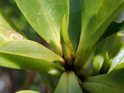 Image of Myoporum semotum Heenan & de Lange