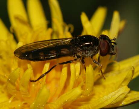 Image of <i>Platycheirus tarsalis</i>