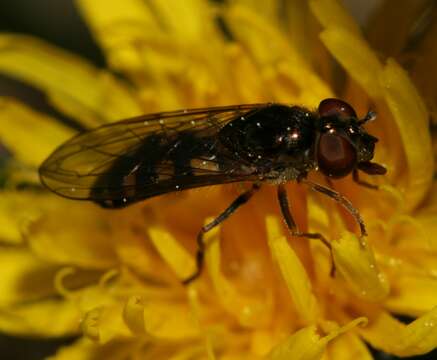 Image of <i>Platycheirus tarsalis</i>