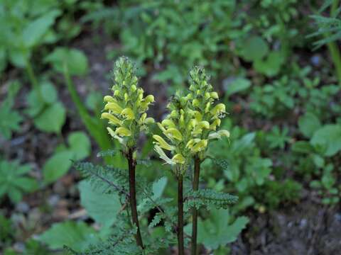 Image of Mt. Rainier lousewort