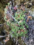 Image de Saxifraga bronchialis subsp. vespertina (Small) Piper