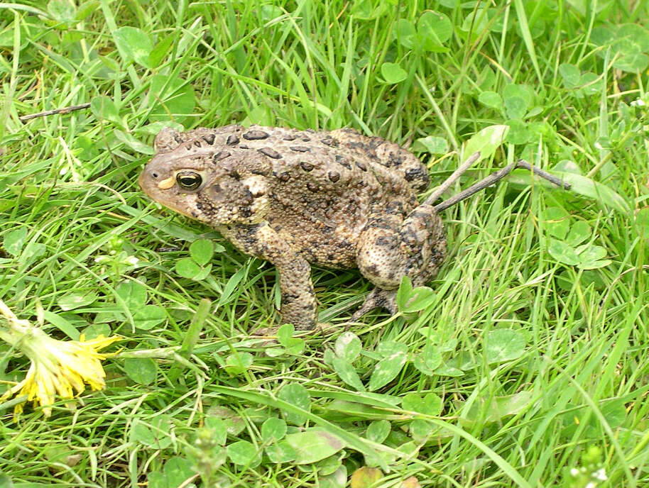 Image de Anaxyrus americanus (Holbrook 1836)