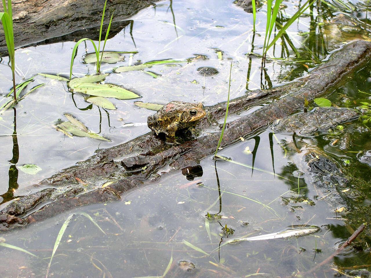 Imagem de Anaxyrus americanus (Holbrook 1836)