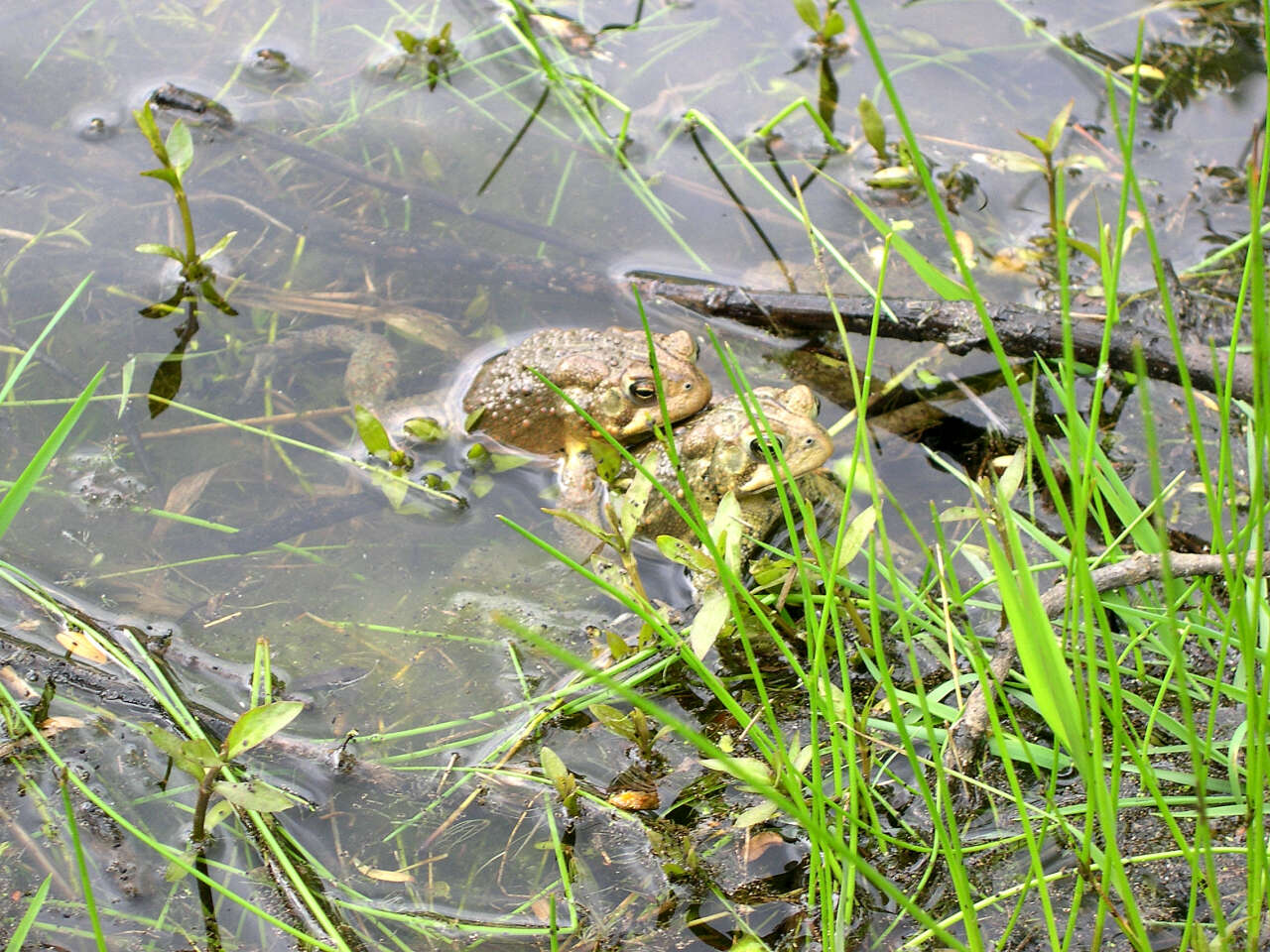 Image of American Toad