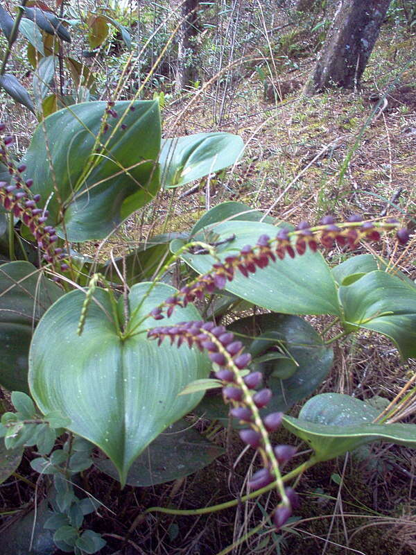 Imagem de Pleurothallis penduliflora Kraenzl.