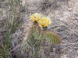 Image of Panhandle Prickly-pear