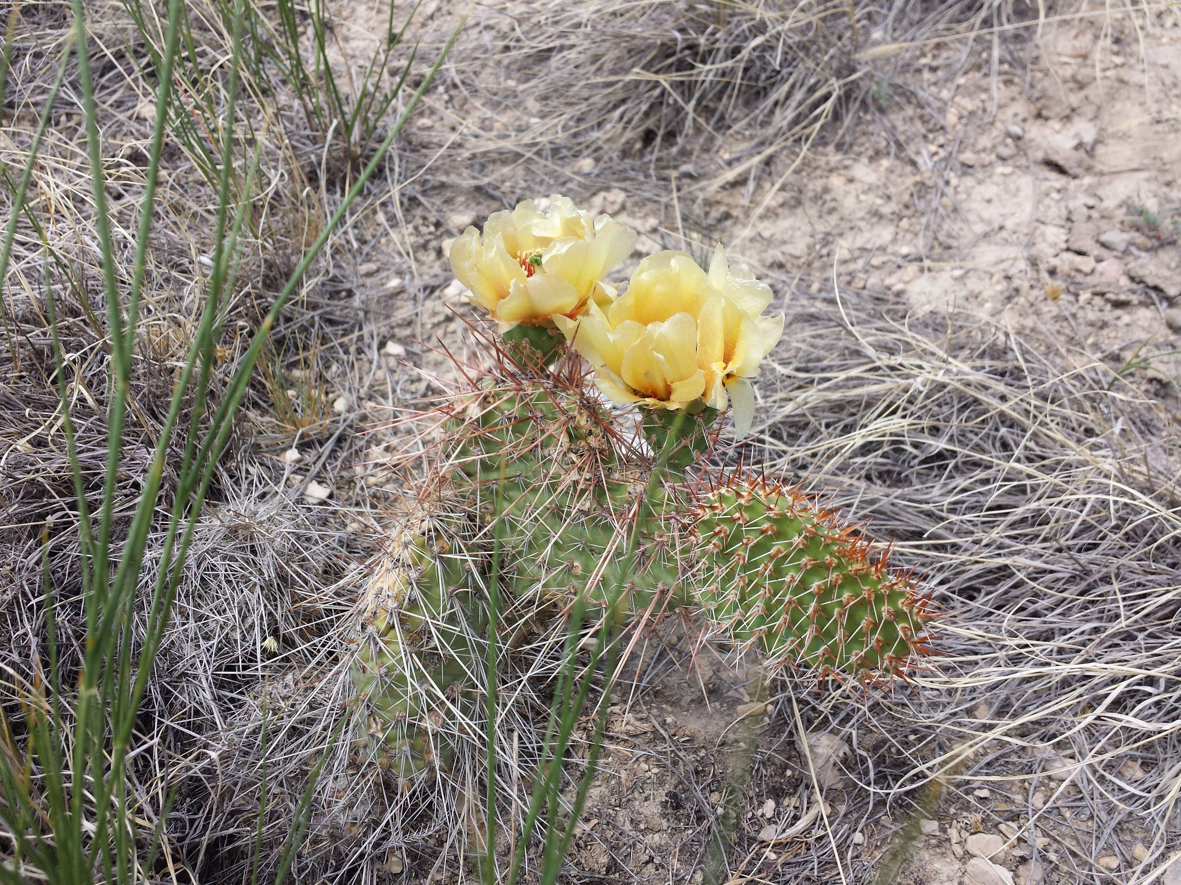 Image of Panhandle Prickly-pear