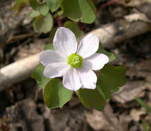 Image of Rue-Anemone