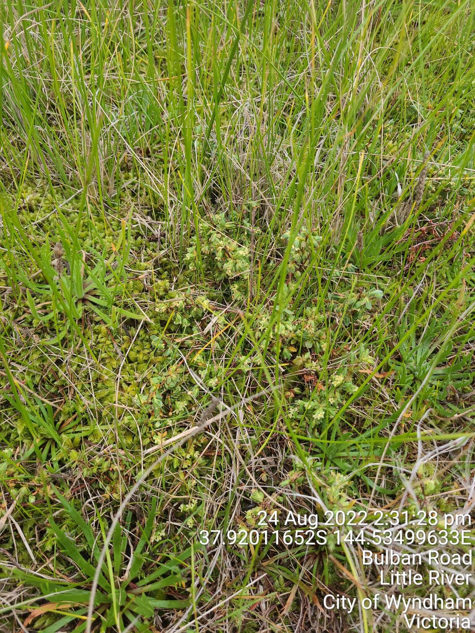 Image of Pimelea spinescens subsp. spinescens