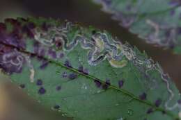 Image of Stigmella rosaefoliella (Clemens 1861) Wilkinson et al. 1979