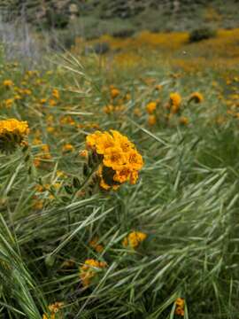 Image of Douglas' fiddleneck