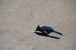 Image of Steller's Jay