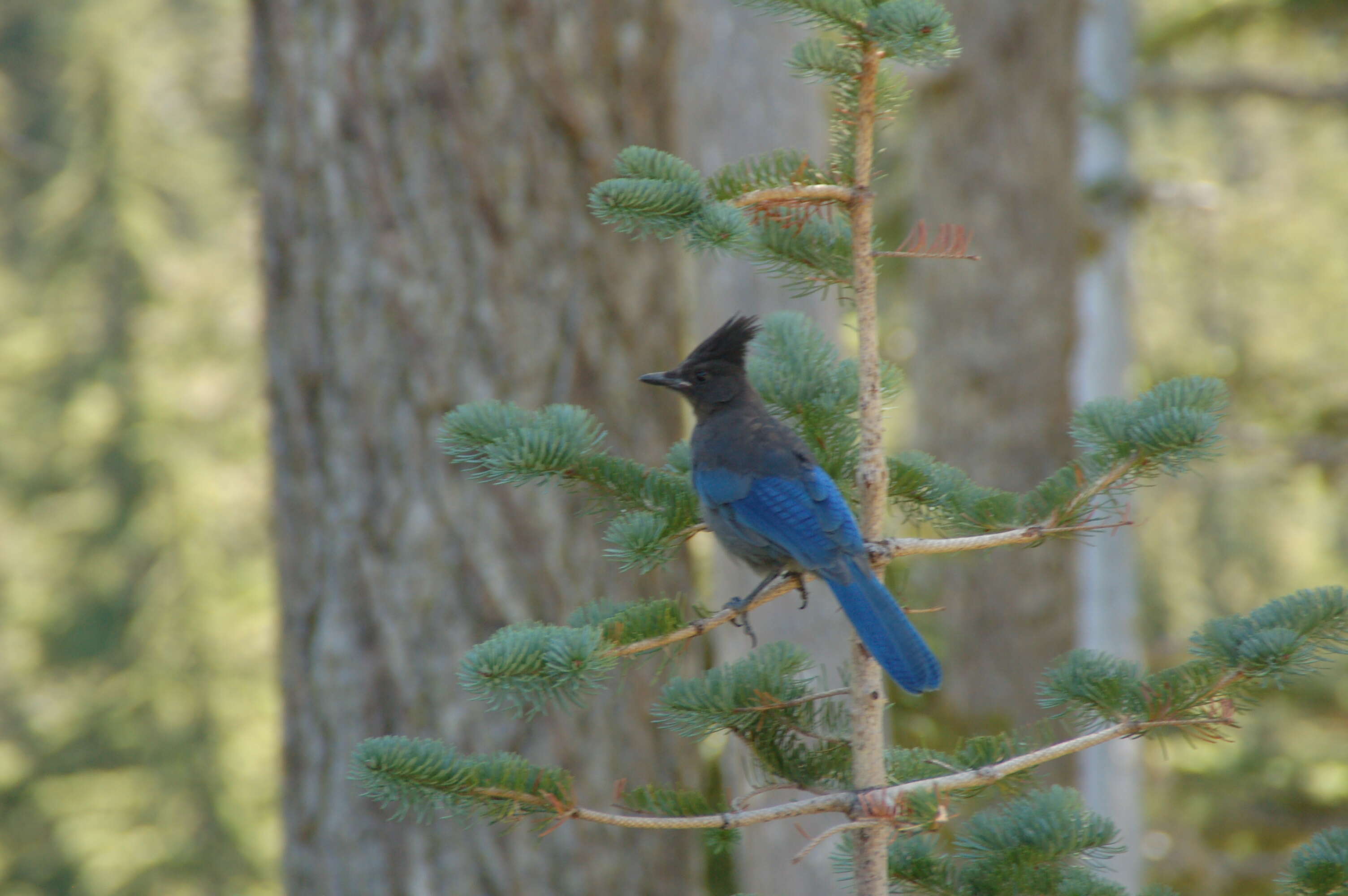 Image of Steller's Jay