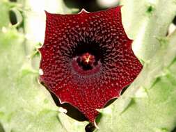 Image of Huernia