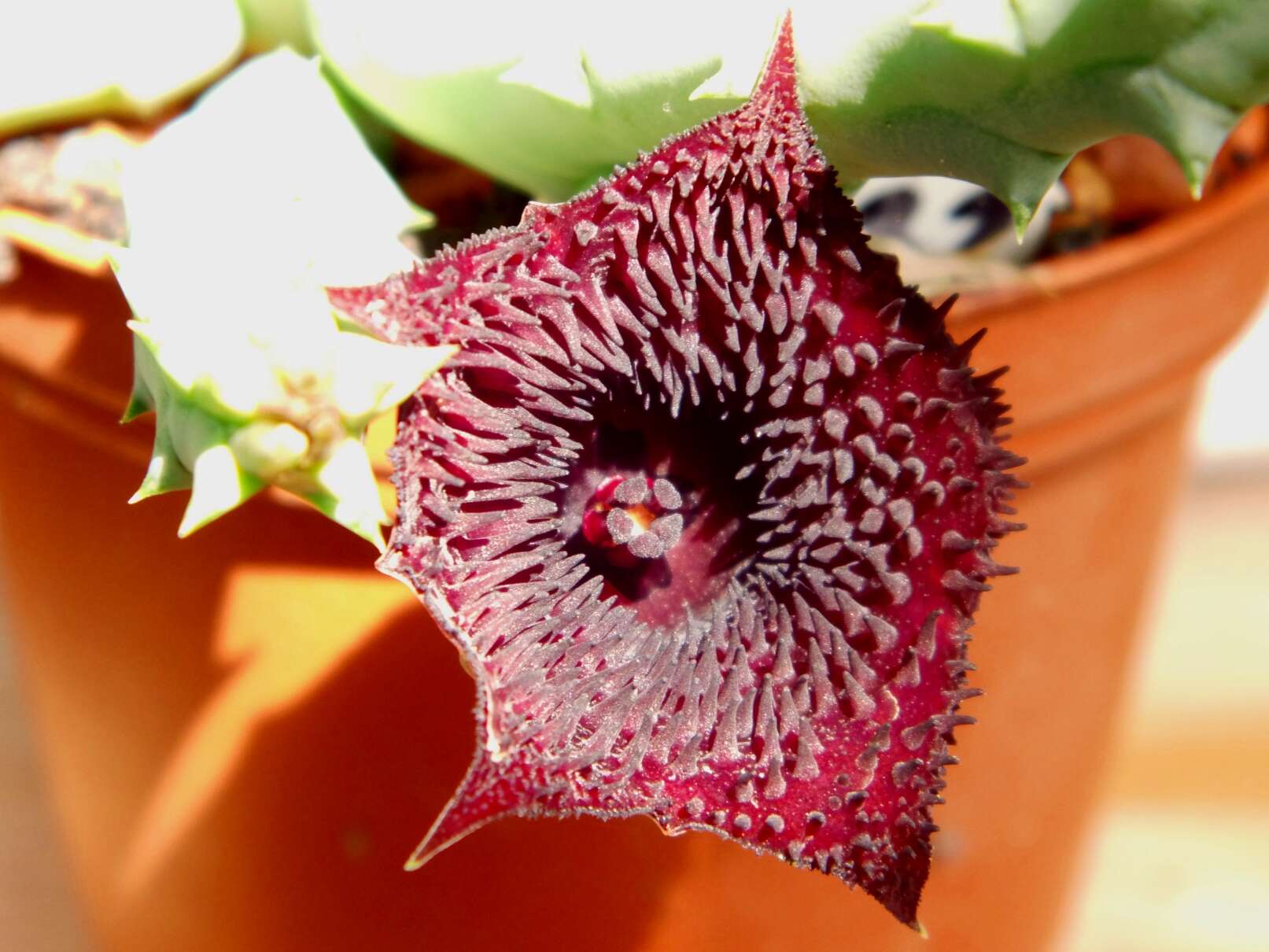 Image of Huernia