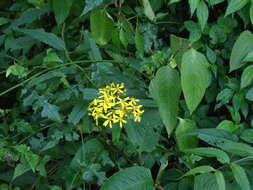 Plancia ëd Senecio morrisonensis var. dentatus Kitam.