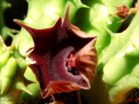 Image of Huernia