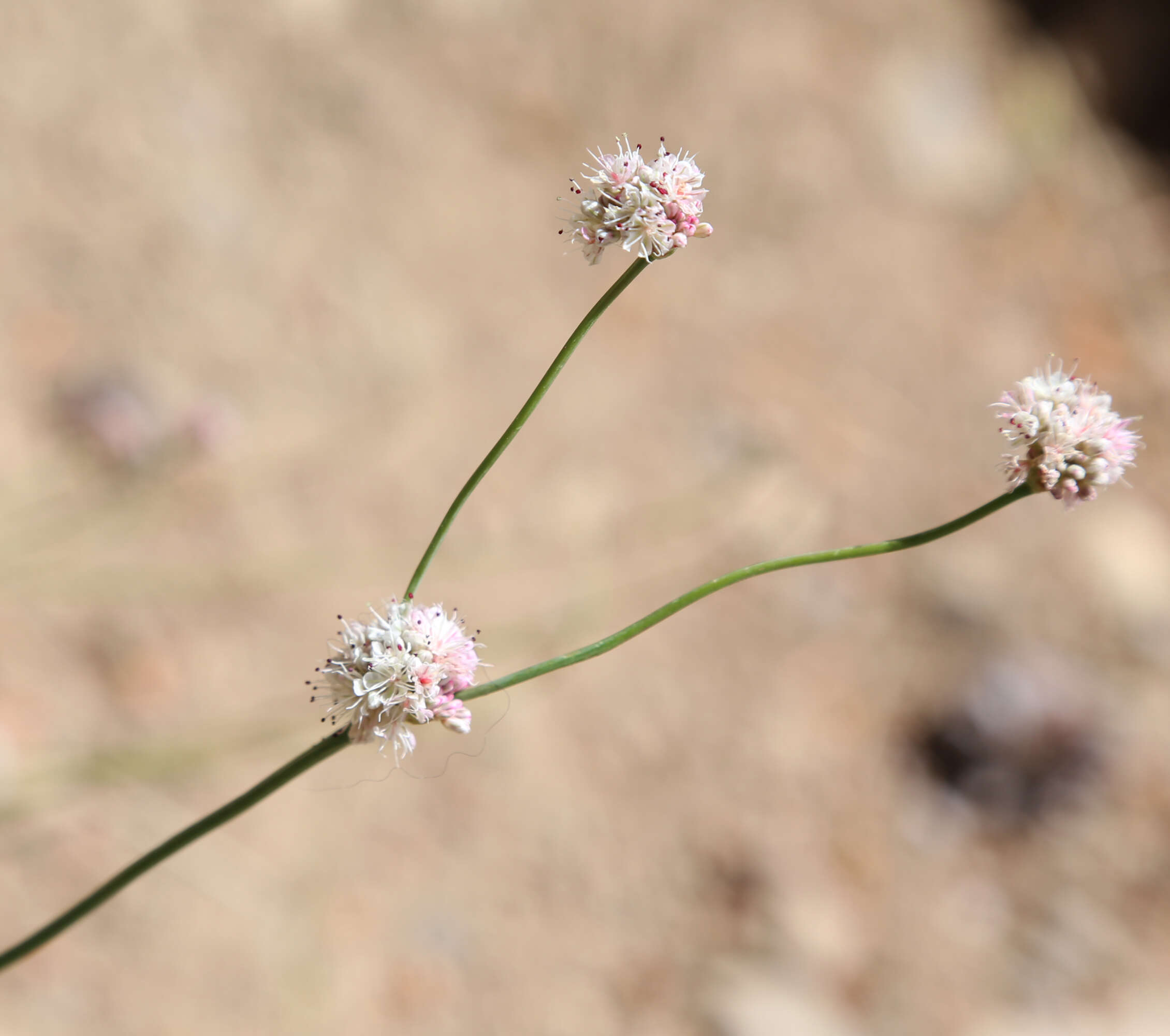 Imagem de Eriogonum nudum Dougl. ex Benth.