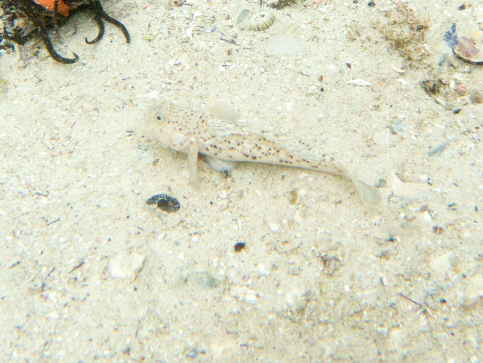 Image of Barehead goby