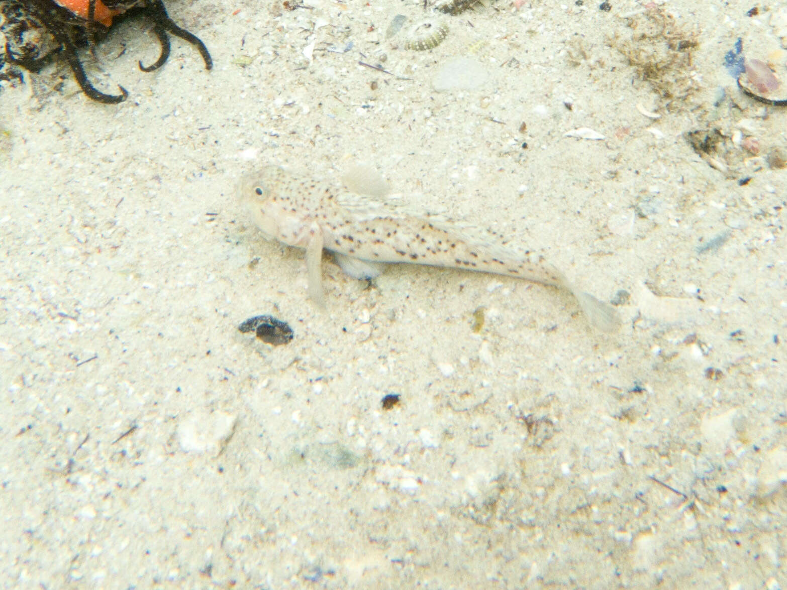 Caffrogobius nudiceps (Valenciennes 1837) resmi