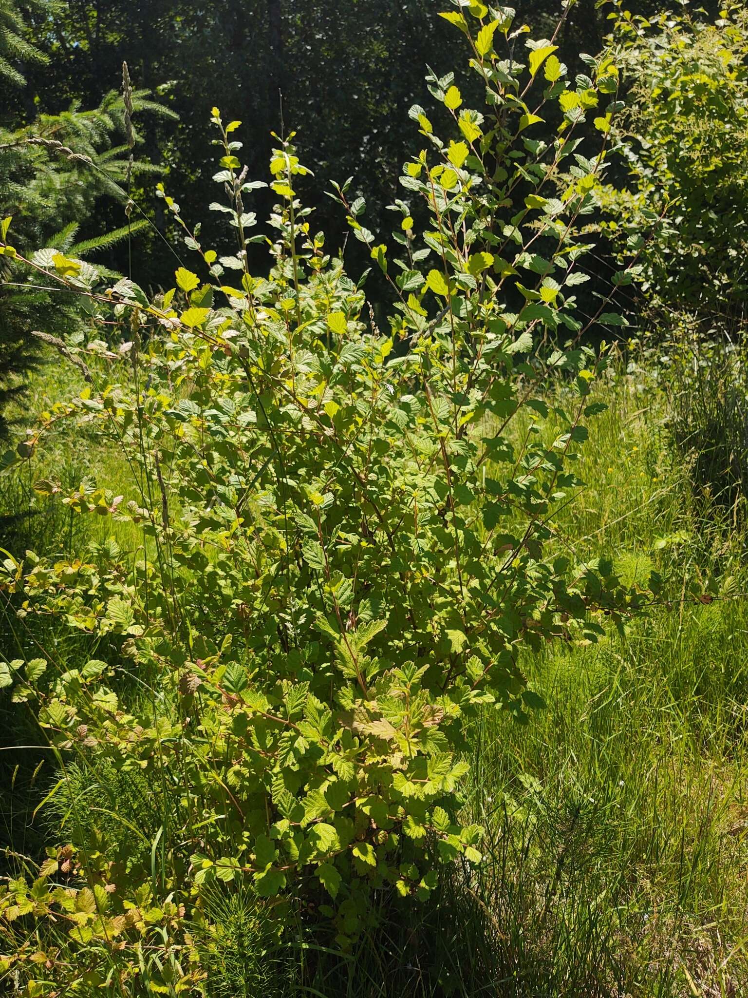 Plancia ëd Holodiscus discolor var. discolor