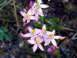 Image of Centaury