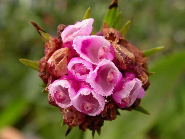 Image of Tiger orchid