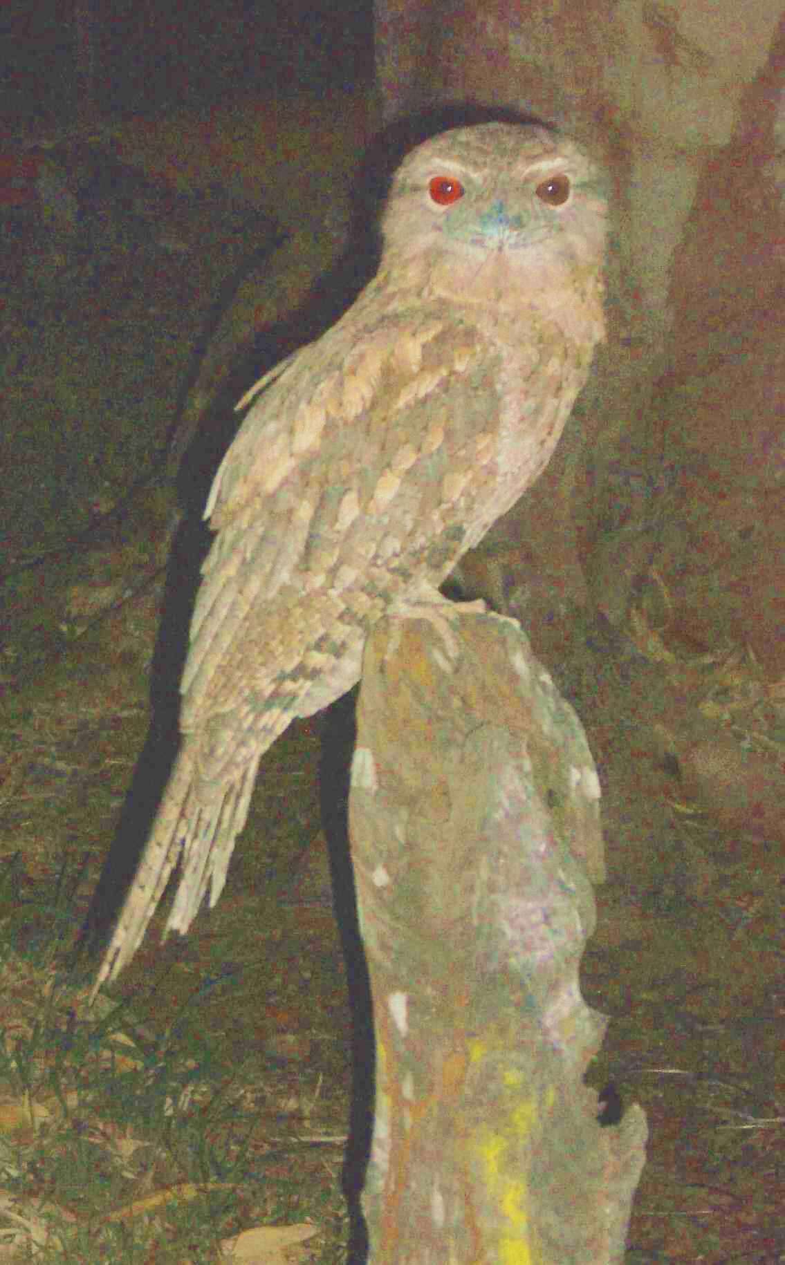 Image of Papuan Frogmouth