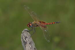 Tramea basilaris (Palisot de Beauvois 1817) resmi