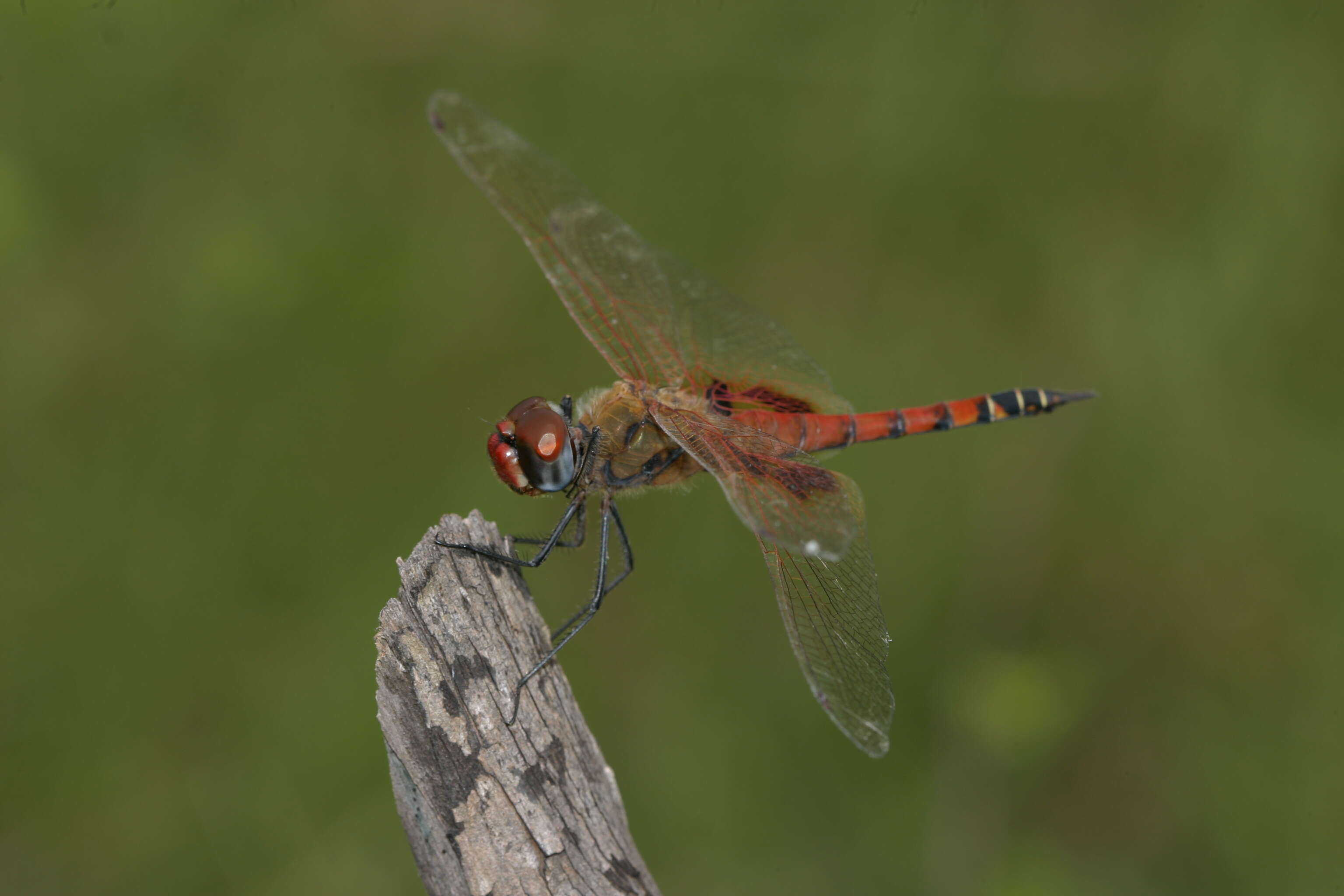 Tramea basilaris (Palisot de Beauvois 1817) resmi