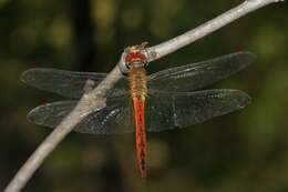 Image of Rainpool Gliders