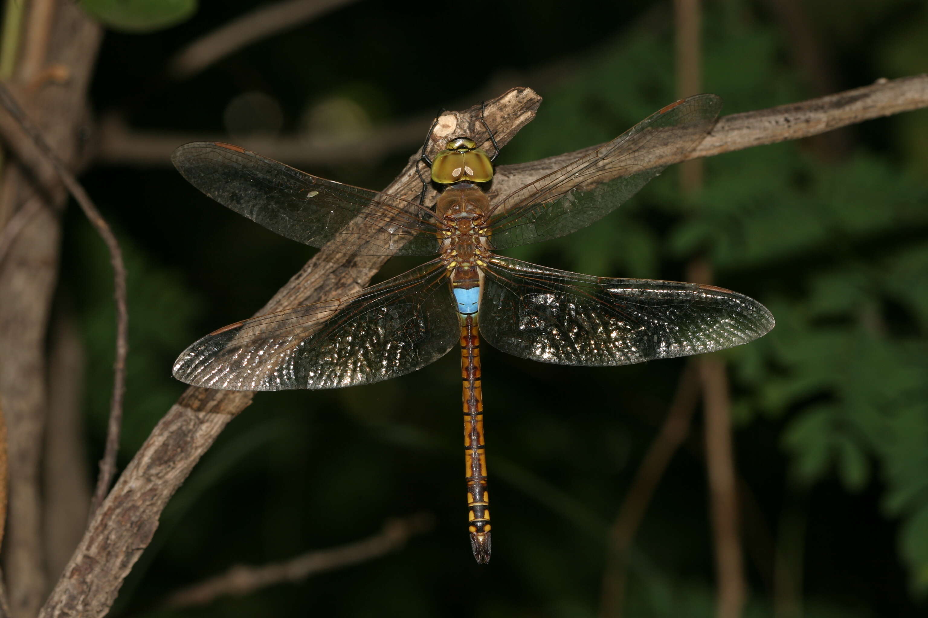 Image of Vagrant Emperor Dragonfly