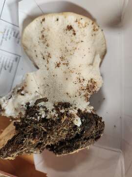 Image de Polypore fissile