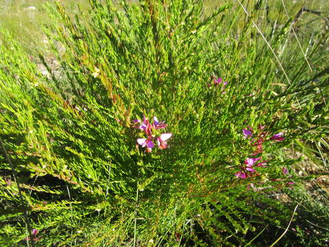 Image de Polygala triquetra Presl