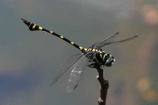 صورة Ictinogomphus rapax (Rambur 1842)