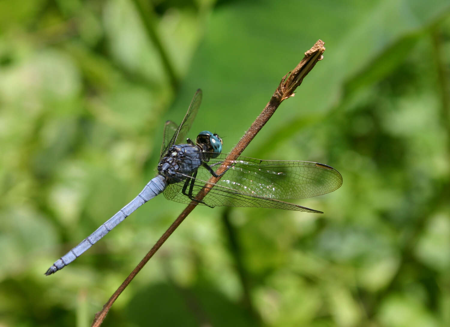 Image of blue marsh hawk