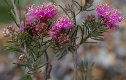 Image de Melaleuca parviceps Lindl.