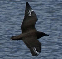 Plancia ëd Stercorarius skua (Brünnich 1764)