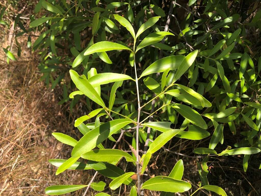 Image of Elaeodendron australe var. angustifolium Benth.