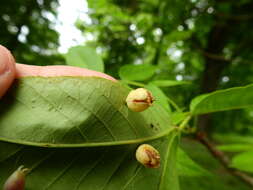 Phylloxera caryaegummosa Riley & C. V. 1874的圖片