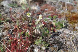 Image of grayleaf draba