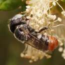 Plancia ëd Megachile semicandens Cockerell 1910