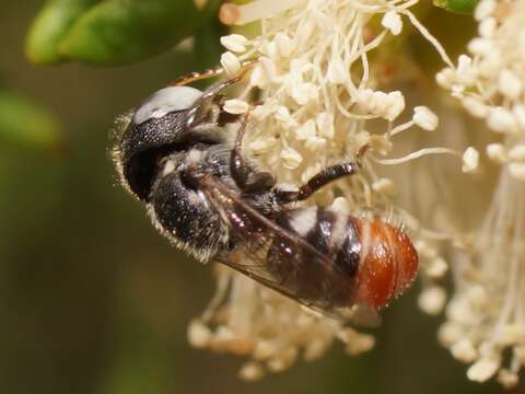 Imagem de Megachile semicandens Cockerell 1910