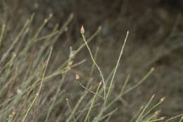 Image of Centaurea cariensis subsp. maculiceps (O. Schwarz) Wagenitz